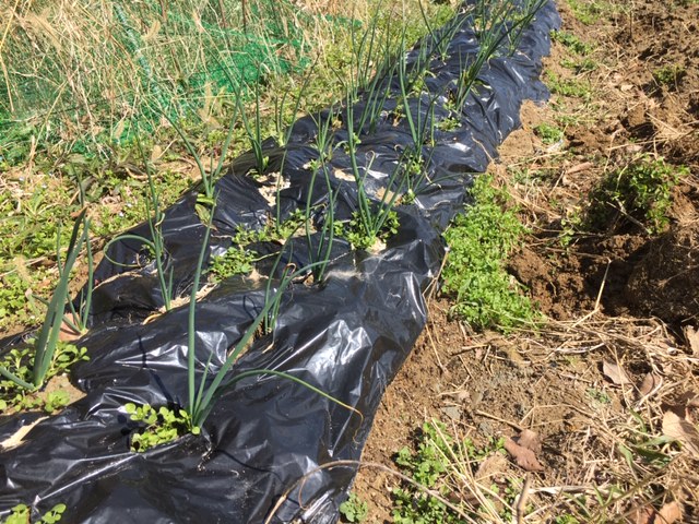 玉ねぎ栽培のポイントは 除草と追肥です ゆかり農縁